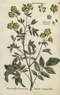 Shrub cinquefoil, Potentilla fruticosa Shrub cinquefoil, Potentilla fruticosa