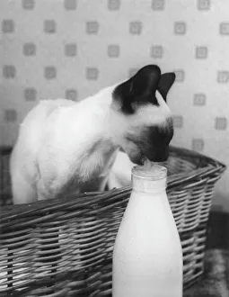 <b class=qtipBold><figcaption>Siamese Cat Gets Cream</figcaption></b><br>A spoilt Siamese kitten sits in its wicker basket and laps up the cream from the top of a milk bottle!<br><em>© Mary Evans Picture Library 2015 - https://copyrighthub.org/s0/hub1/creation/maryevans/MaryEvansPictureID/10173900</em> Siamese Cat Gets Cream