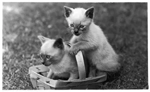 Siamese Kittens & Basket
