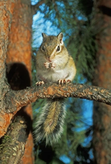 Siberian Chipmunk - feeding on pine tree Siberian Chipmunk - feeding on pine tree