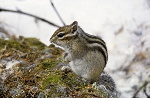 Siberian chipmunk feeds on forest floor Siberian chipmunk feeds on forest floor