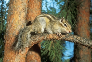 Siberian Chipmunk - hiding on pine tree Siberian Chipmunk - hiding on pine tree