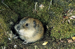 Siberian Lemming - adult by its burrow in tundra Siberian Lemming - adult by its burrow in tundra