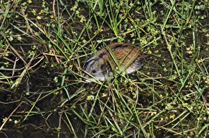 Siberian Lemming - adult crosses a puddle (Lemmings Siberian Lemming - adult crosses a puddle (Lemmings