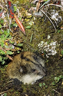 Siberian Lemming - adult at the entrance of its burrow Siberian Lemming - adult at the entrance of its burrow