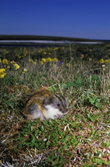 Siberian Lemming - adult feeds on grasses in tundra Siberian Lemming - adult feeds on grasses in tundra
