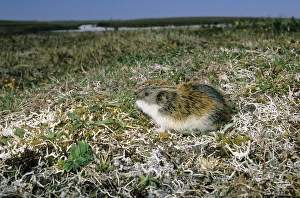 Siberian Lemming - adult on its guard while feeding Siberian Lemming - adult on its guard while feeding