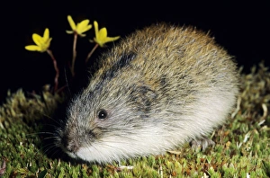 Siberian Lemming - adult keeps motionless in an Siberian Lemming - adult keeps motionless in an