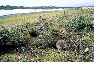 Siberian Lemming - adult near its burrow (the shape Siberian Lemming - adult near its burrow (the shape