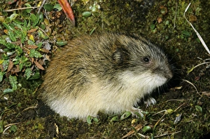 Siberian Lemming - adult near its burrow in tundra Siberian Lemming - adult near its burrow in tundra