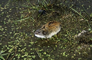 Siberian Lemming - adult sniffs air prior to crossing Siberian Lemming - adult sniffs air prior to crossing