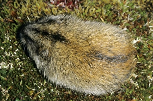 Siberian Lemming - adult from above - A typical Siberian Lemming - adult from above - A typical
