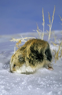 Siberian lemming - adult in winter, on snow in Siberian lemming - adult in winter, on snow in