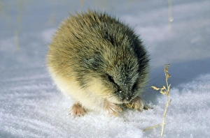 SIBERIAN LEMMING - Feeding on dry grass SIBERIAN LEMMING - Feeding on dry grass