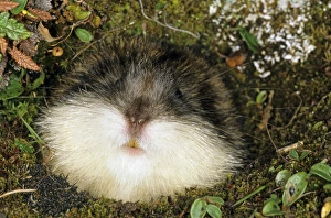 Siberian Lemming muzzle adult at the entrance Siberian Lemming muzzle adult at the entrance