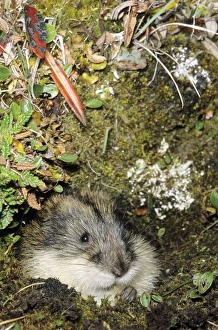 Siberian Lemming muzzle adult nibbles grass by Siberian Lemming muzzle adult nibbles grass by