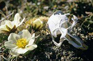 Siberian Lemming - skull in tundra (typical scene Siberian Lemming - skull in tundra (typical scene
