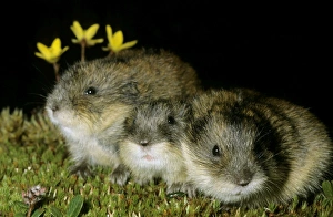 Siberian Lemmings - Three young huddle together Siberian Lemmings - Three young huddle together