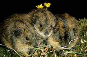 Siberian Lemmings - Three young nibble grass Siberian Lemmings - Three young nibble grass