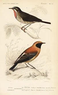 Saxicola Gallery: Siberian rubythroat and black-eared wheatear morph