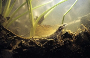 Siberian Salamander - Adult; rare but typical in Siberian Salamander - Adult; rare but typical in
