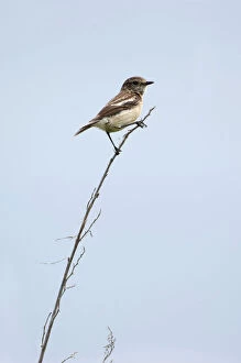 Saxicola Gallery: Siberian Stonechat / Asian Stonechat - adult female