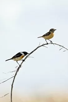 Saxicola Gallery: Siberian Stonechat / Asian Stonechat - adult pair