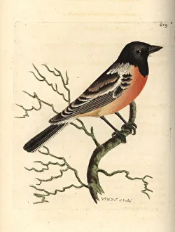 Saxicola Gallery: Siberian stonechat, Saxicola maurus