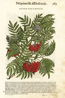 Sicilian sumac or tanner's sumach, Rhus coriaria Sicilian sumac or tanner's sumach, Rhus coriaria