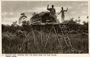 Related Images Gallery: Sierra Leone, West Africa - Raised Shelters - Boy Scarecrows