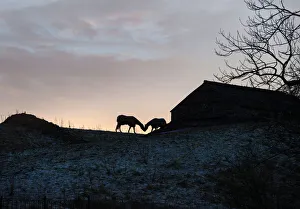 Silhouette of two horses kissing beside a stone barn Silhouette of two horses kissing beside a stone barn