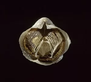 Silicified brachiopod
