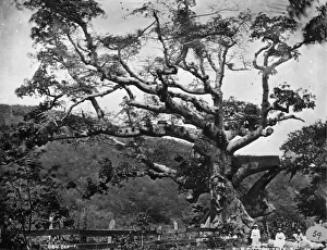 Silk Cotton tree, St. Thomas, West Indies 1873 Silk Cotton tree, St. Thomas, West Indies 1873