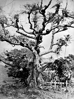 Silk cotton tree at St. Thomas, West Indies Silk cotton tree at St. Thomas, West Indies