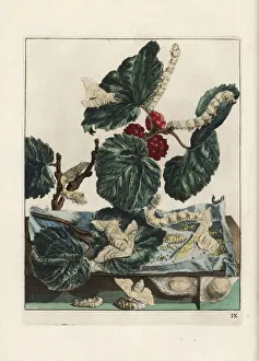 Silk moth and silkworm, Bombyx mori, on mulberry Silk moth and silkworm, Bombyx mori, on mulberry