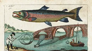 Silver or Atlantic salmon and fishing methods Silver or Atlantic salmon and fishing methods