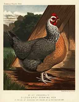 Silver-grey Dorking hen
