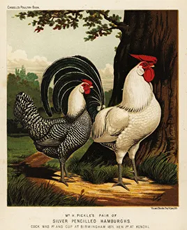 Silver Pencilled Hamburgh cock and hen Silver Pencilled Hamburgh cock and hen