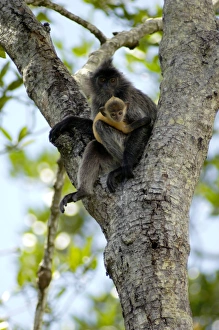 Silvered Langur with an infant (baby-langurs are Silvered Langur with an infant (baby-langurs are