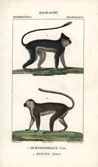Silvery lutung or langur, Trachypithecus cristatus Silvery lutung or langur, Trachypithecus cristatus