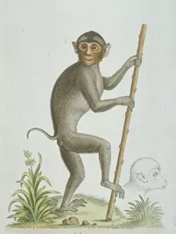 Haplorhini Gallery: Simias sp. pig-tailed monkey from Sumatra