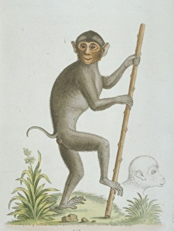 Simias sp., pig-tailed monkey from Sumatra Simias sp., pig-tailed monkey from Sumatra
