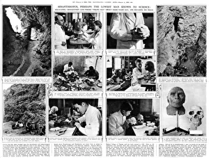 Sinanthropus, perhaps the lowest man known to science Sinanthropus, perhaps the lowest man known to science