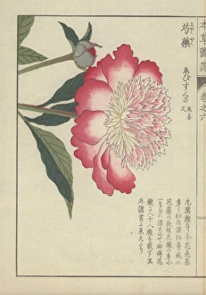 Single, large peony flower with pink and white Single, large peony flower with pink and white