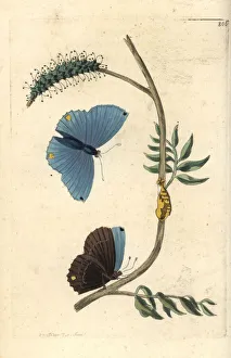 Single-spotted butterfly, Papilio spondiae Single-spotted butterfly, Papilio spondiae