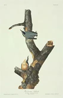 Passerine Gallery: Sitta canadensis, red-breasted nuthatch