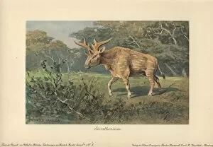 Sivatherium, an extinct genus of giraffid that