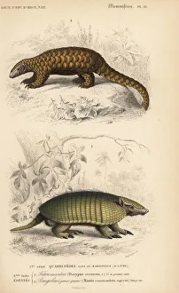 Six-banded armadillo, Euphractus sexcinctus Six-banded armadillo, Euphractus sexcinctus