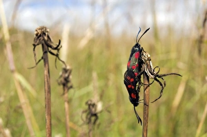 Six-spot Burnet - mating pair - grass field - July Six-spot Burnet - mating pair - grass field - July