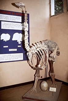 SKELETON OF AEPYORNIS - an extinct bird SKELETON OF AEPYORNIS - an extinct bird